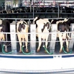 Carrousel milking parlour