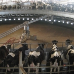 Carrousel milking parlour