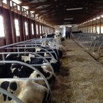 Pedigree heifers