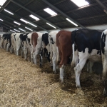 Pedigree heifers