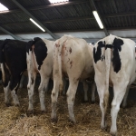 Pedigree heifers