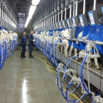 Rapid exit side by side milking parlour goats