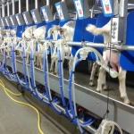 Rapid exit side by side milking parlour goats