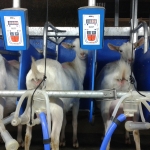 Rapid exit side by side milking parlour goats