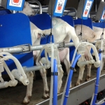 Rapid exit side by side milking parlour goats