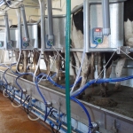 Milking parlours