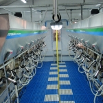 Side by side milking parlour