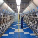 Side by side milking parlour