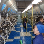 Side by side milking parlour