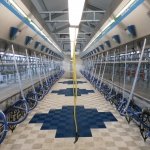 Side by side milking parlour