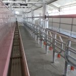 Side by side milking parlour