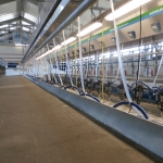 Side by side milking parlour