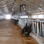 Узбекистан: проект молочной фермы на 110 коров
