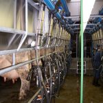 The Netherlands, 2×10 Simplex milking parlour for cows
