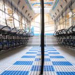 Ukraine, 2×12 Side by side milking parlour for cows